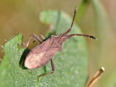 Coriomeris denticulatus